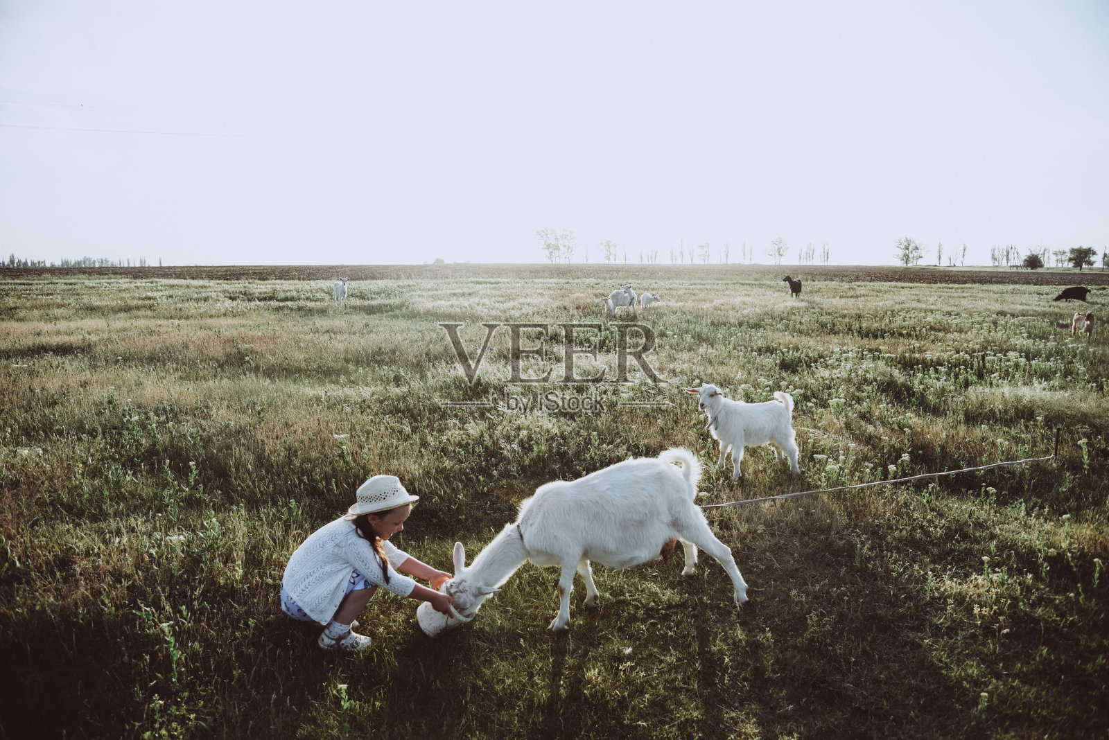在草地上看山羊的女孩照片摄影图片