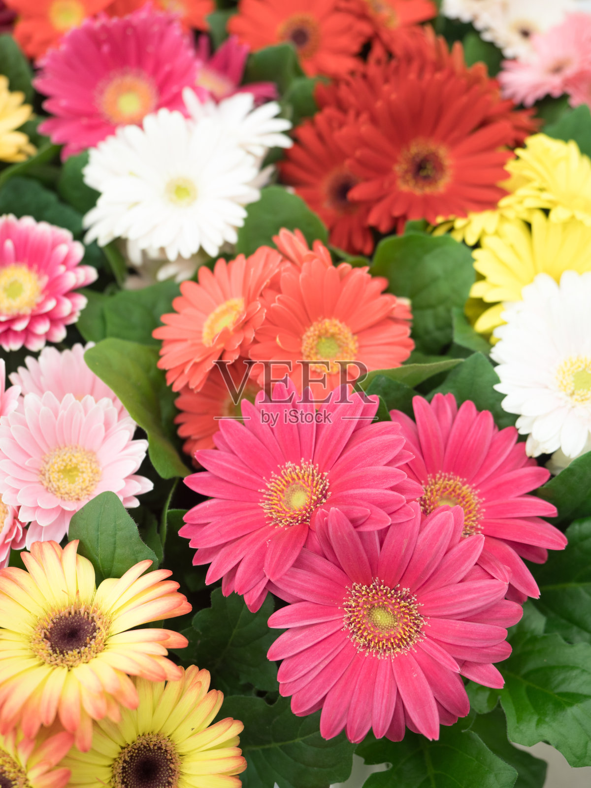 花大丁草幼苗照片摄影图片