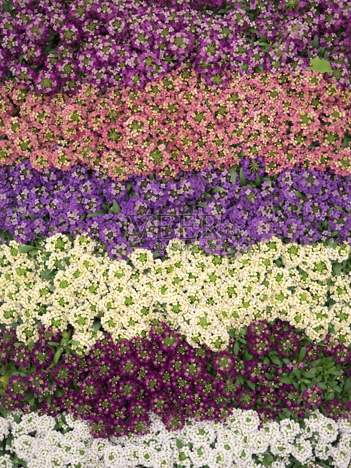 香雪球照片摄影图片