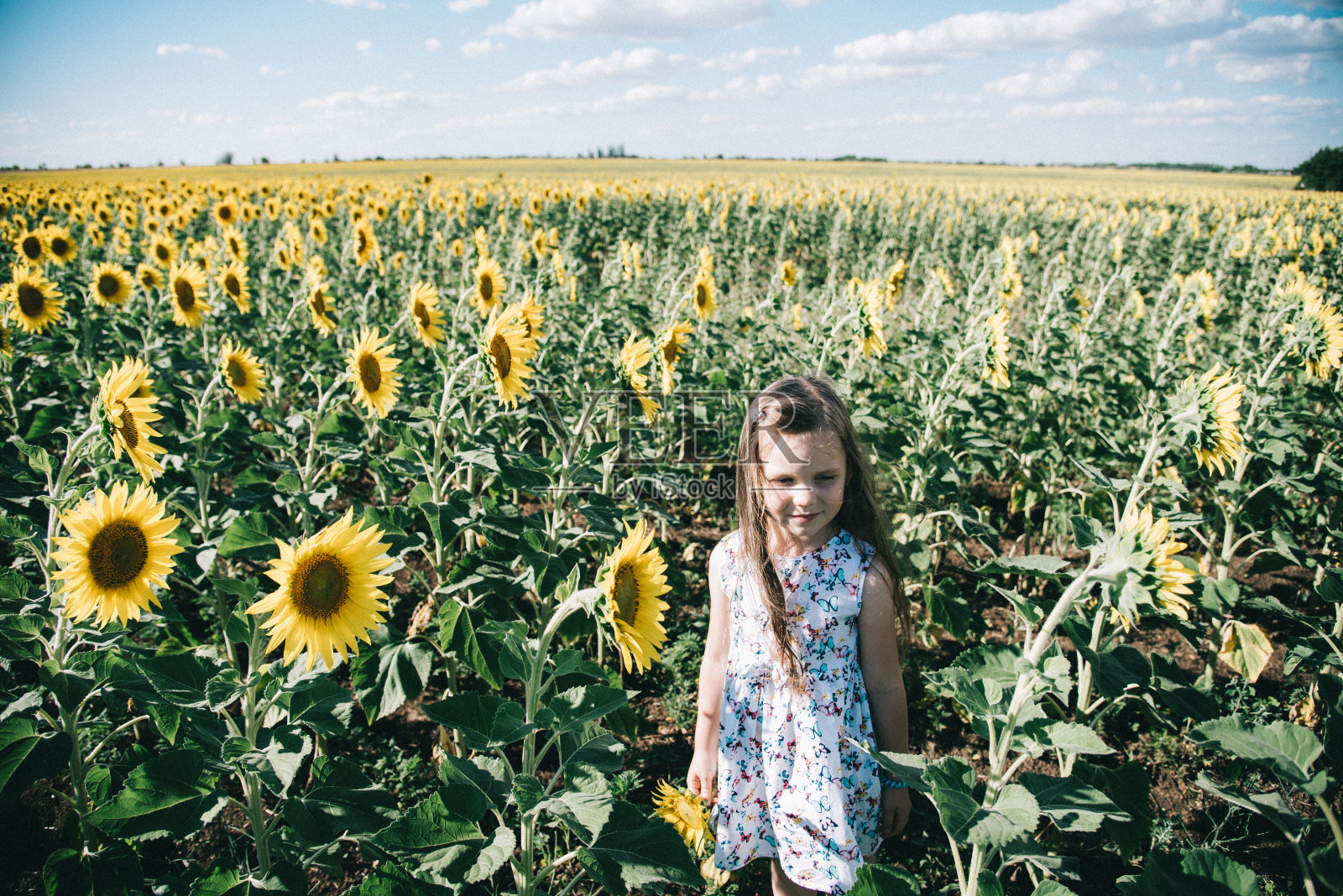 向日葵中的女孩照片摄影图片