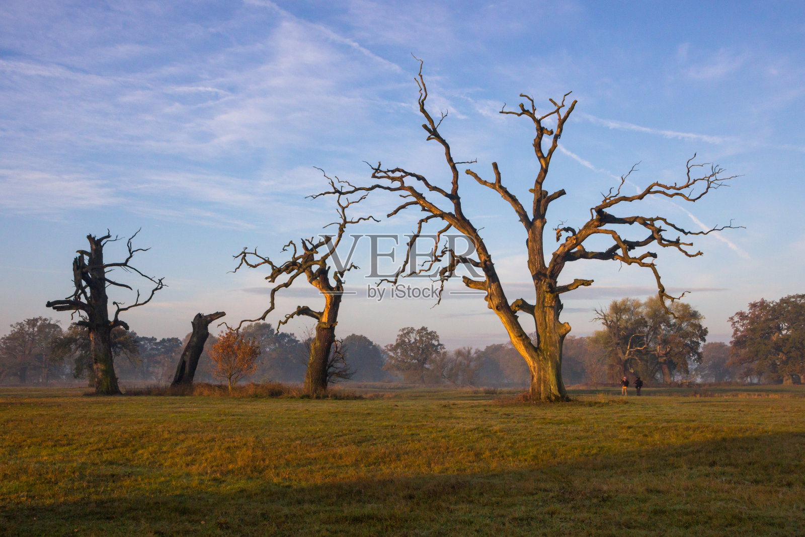 田野上孤独的橡树照片摄影图片