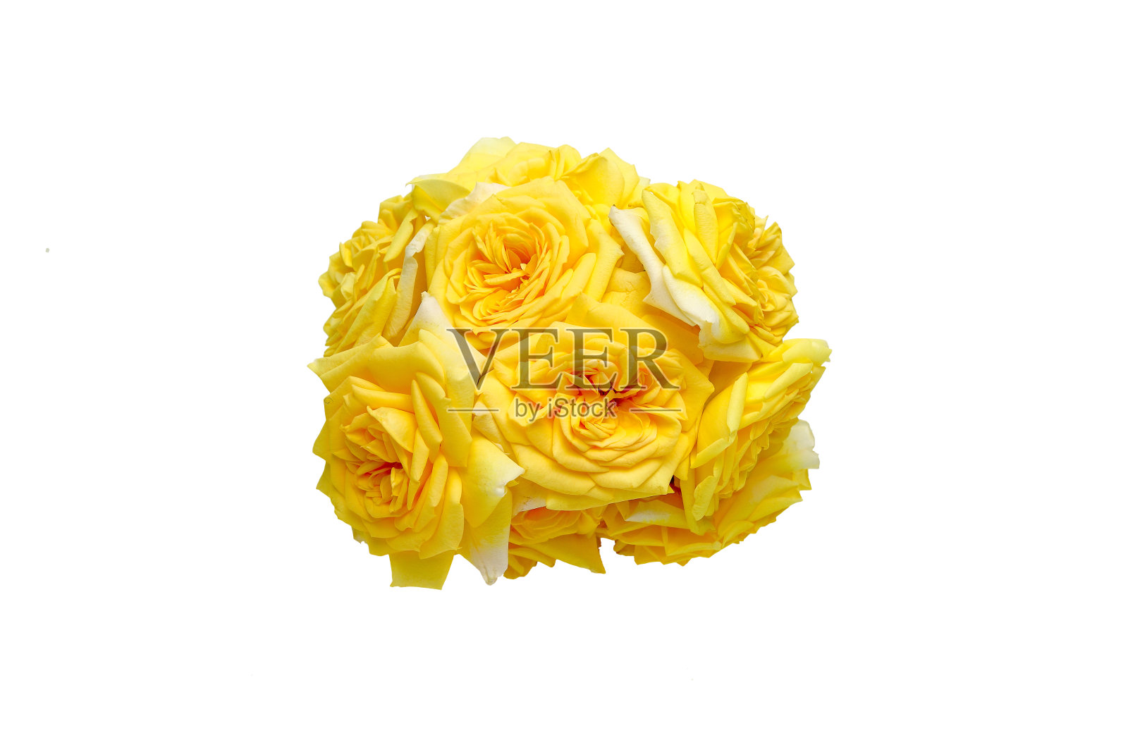 白色背景下的玫瑰花束照片摄影图片