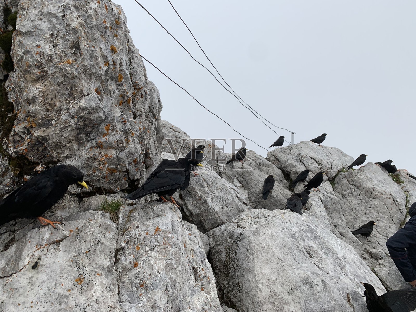 一群乌鸦站在岩石上,朝着同一个方向看照片摄影图片