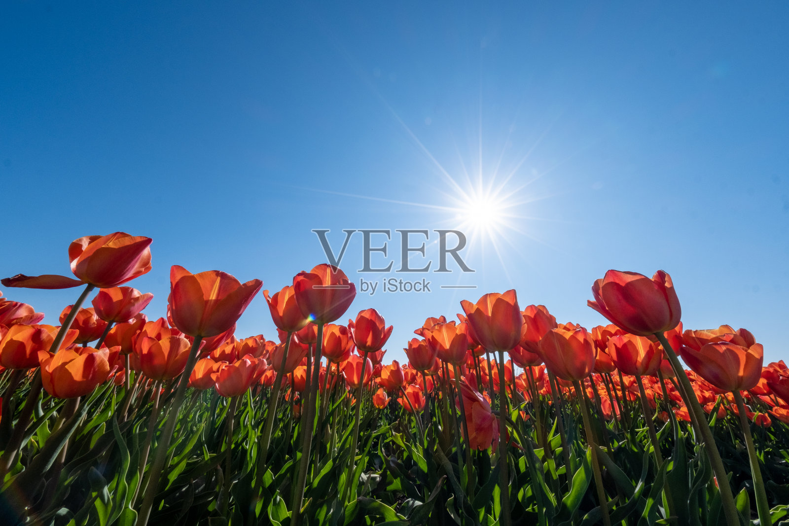 橘红色的郁金香花,荷兰noordoost圩田的鲜花照片摄影图片