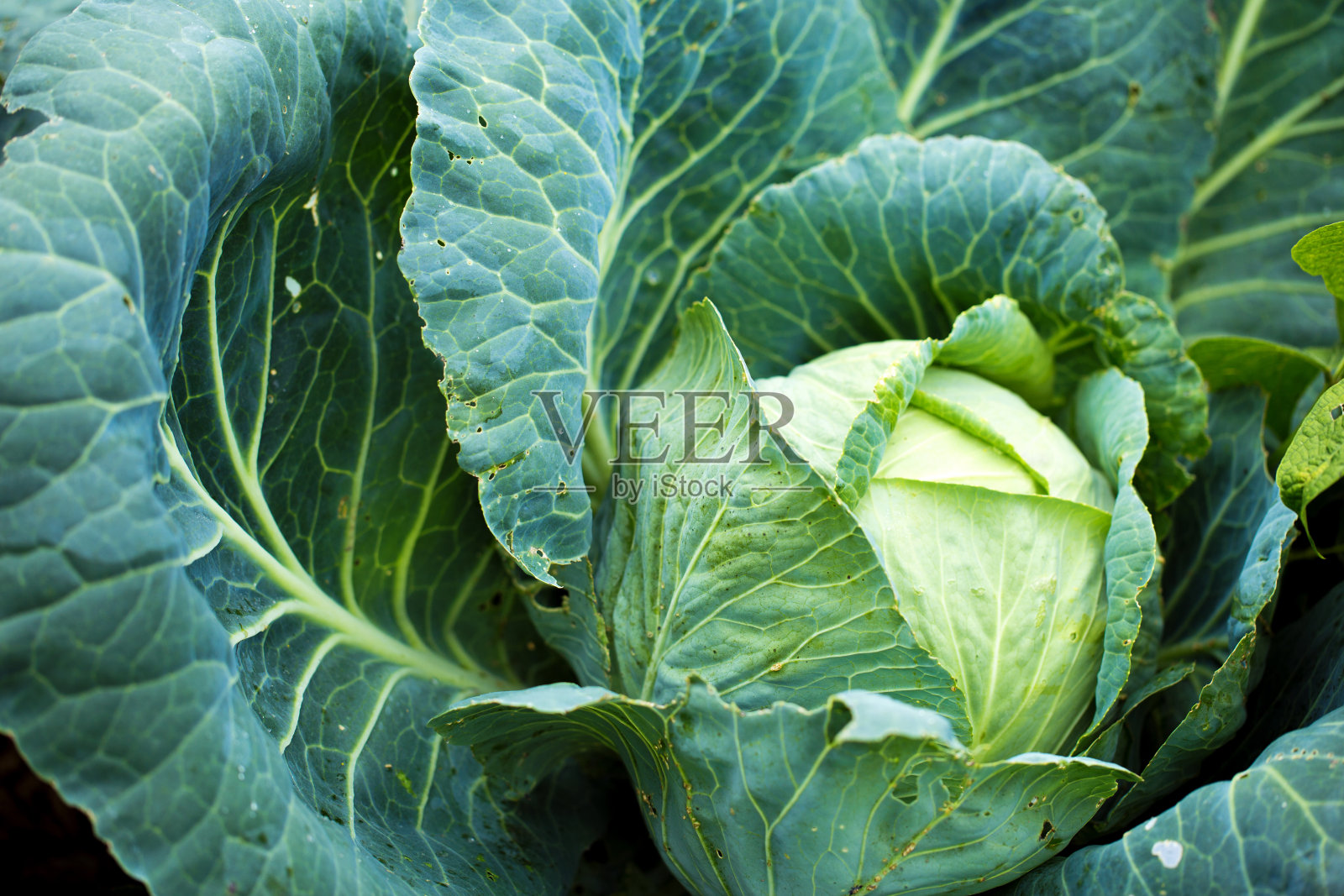 花园里的新鲜大白菜照片摄影图片