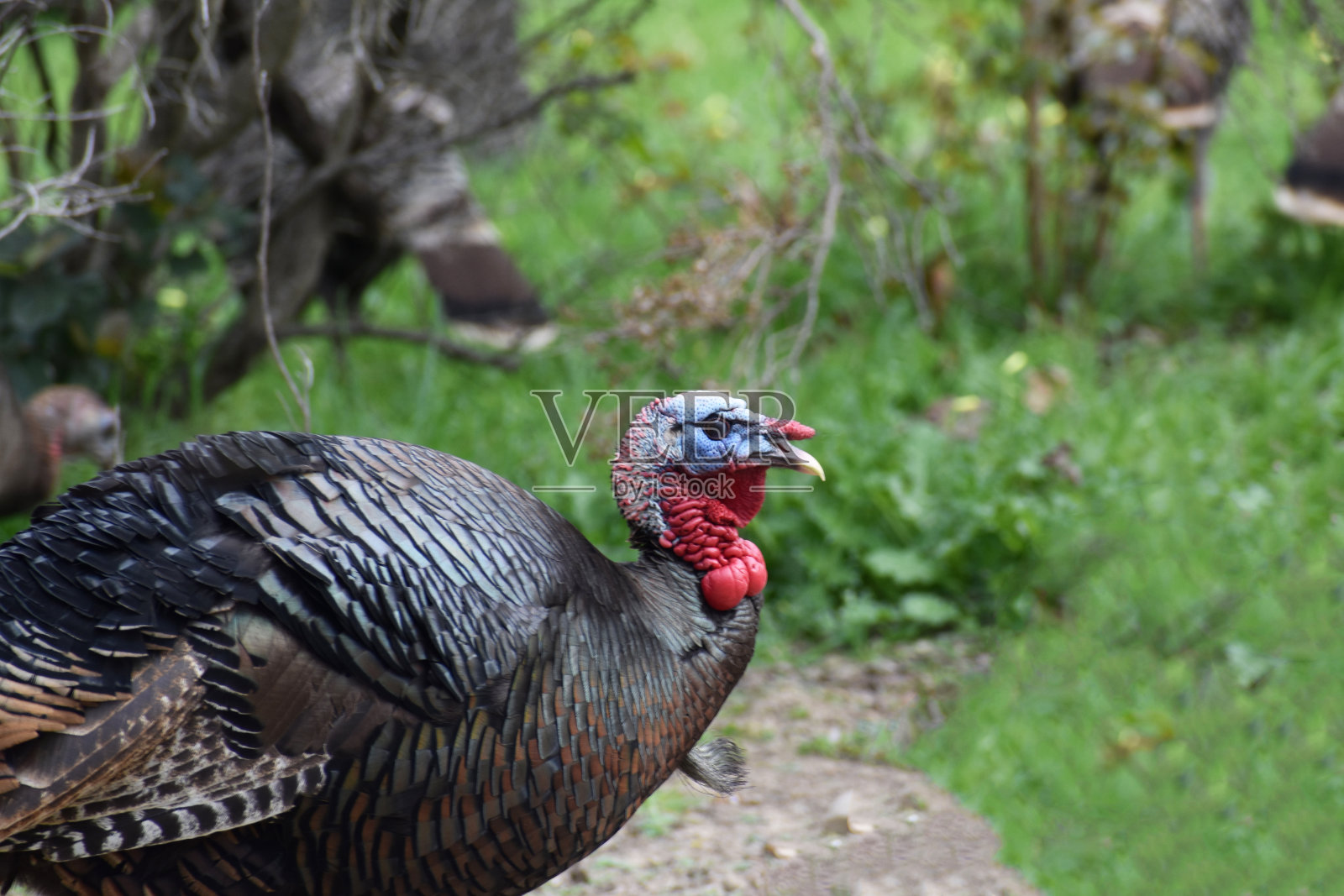 野生雄性火鸡肖像高质量照片摄影图片