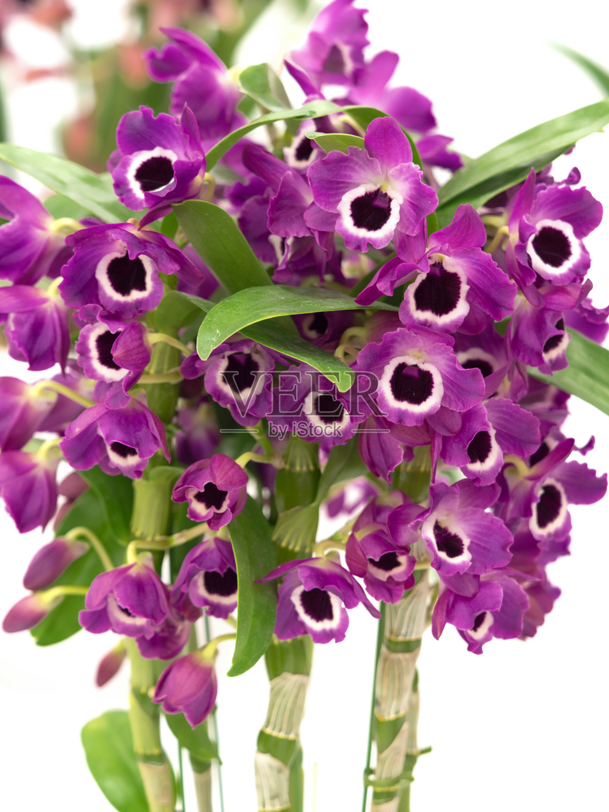 石斛照片摄影图片