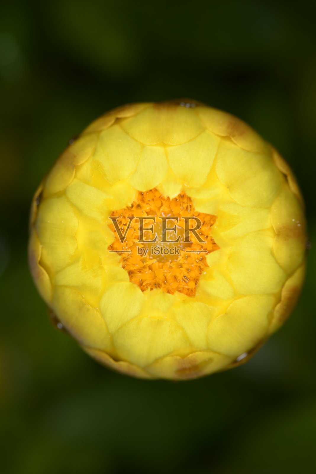 蜡菊Bracteatum照片摄影图片