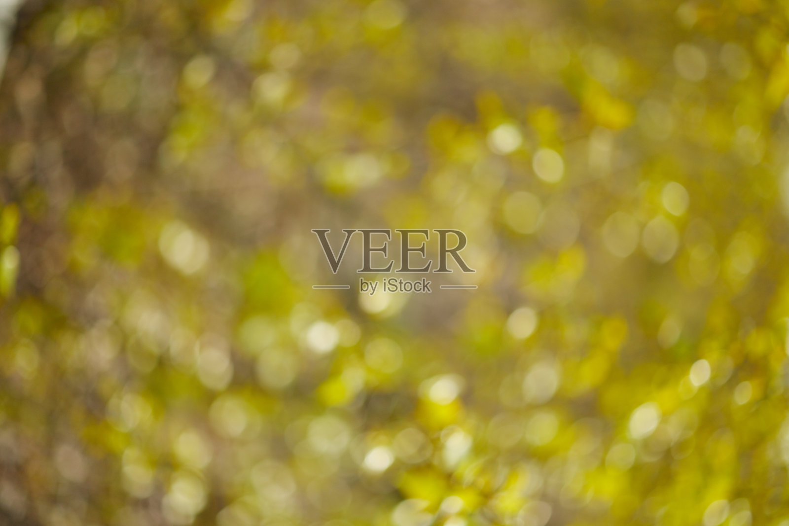 早春绿林散景照片摄影图片