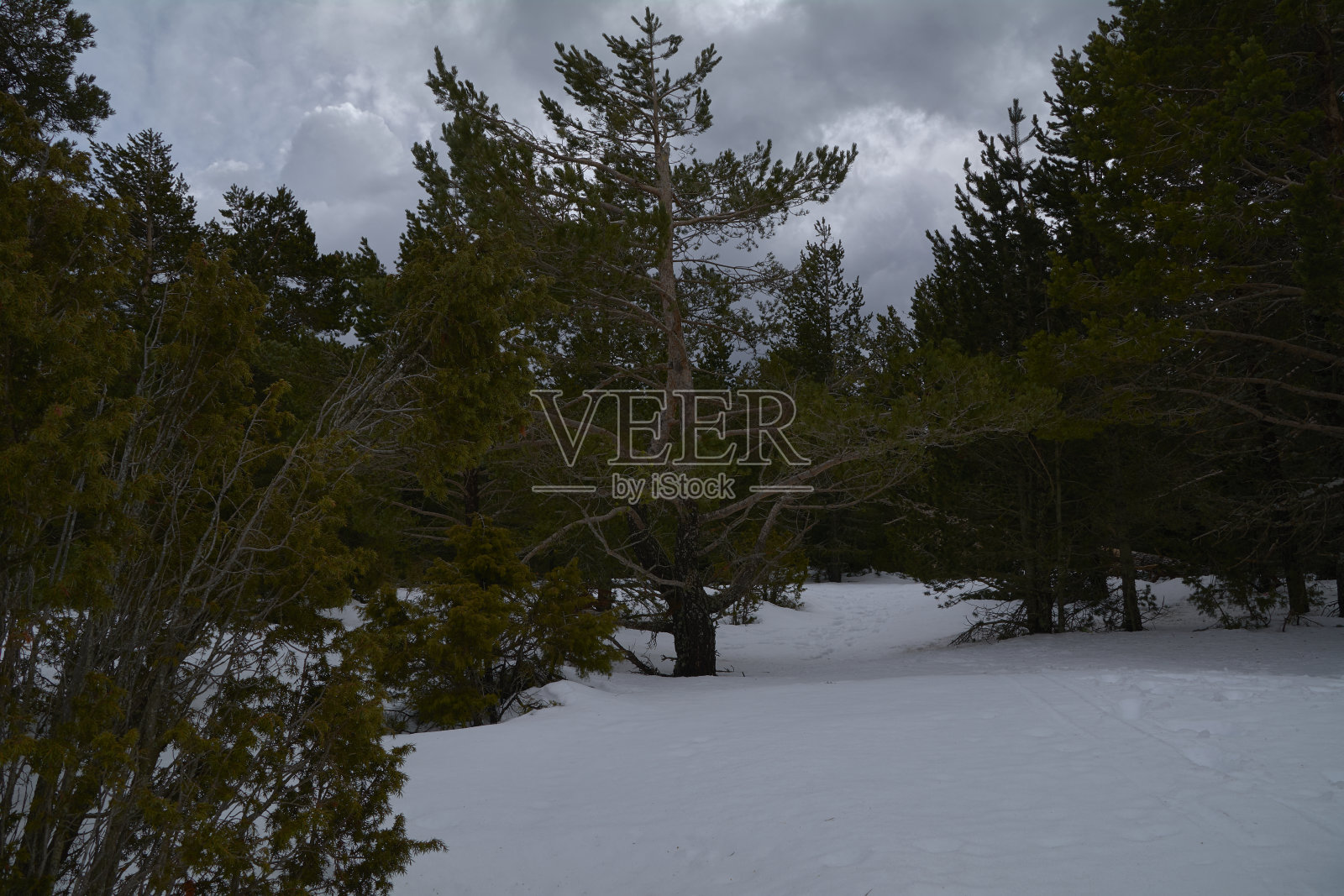 雪景中的冬天森林照片摄影图片