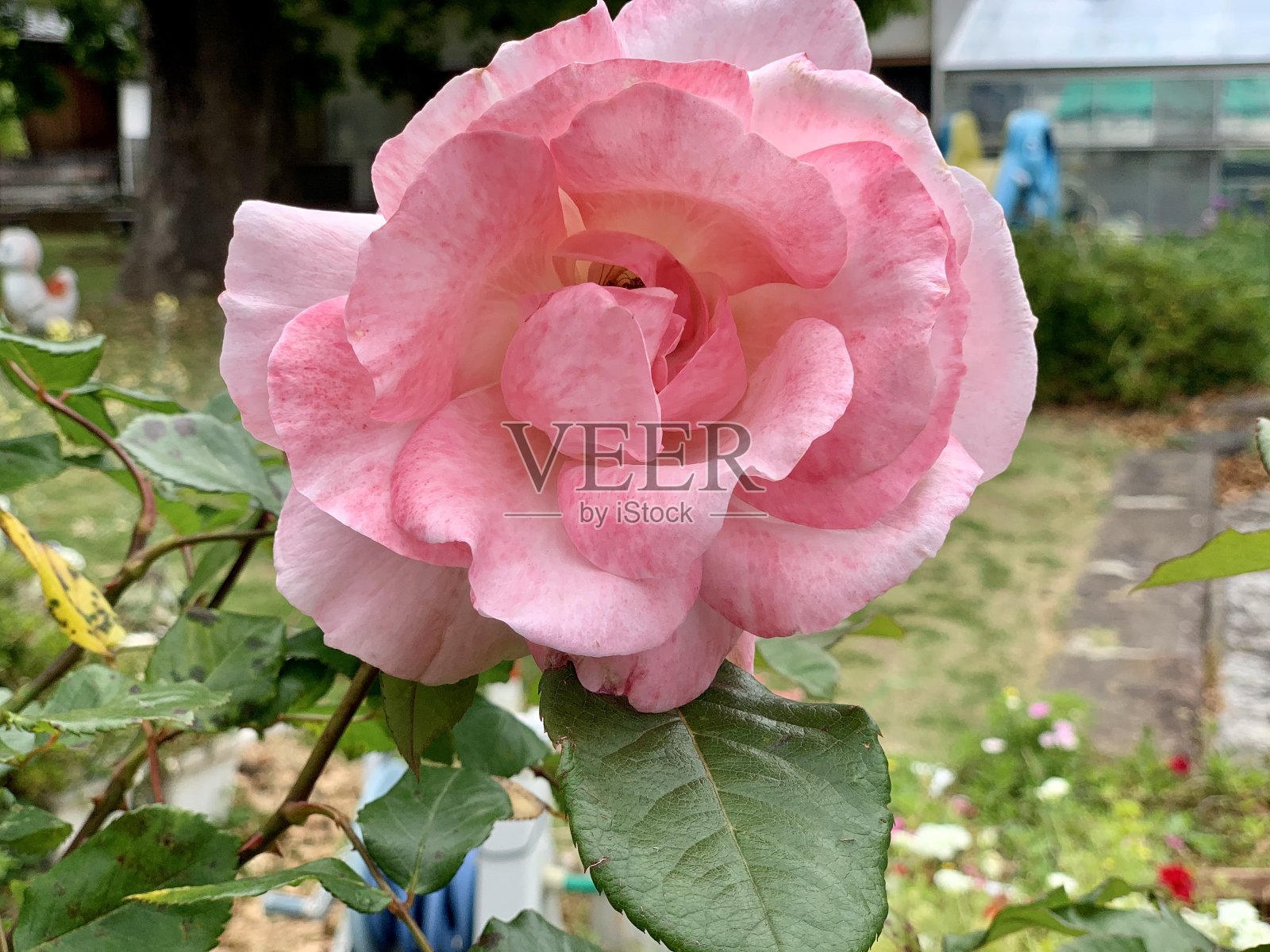 花玫瑰照片摄影图片