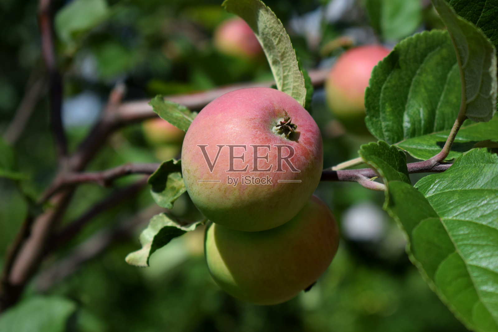 红苹果在树枝上成熟照片摄影图片