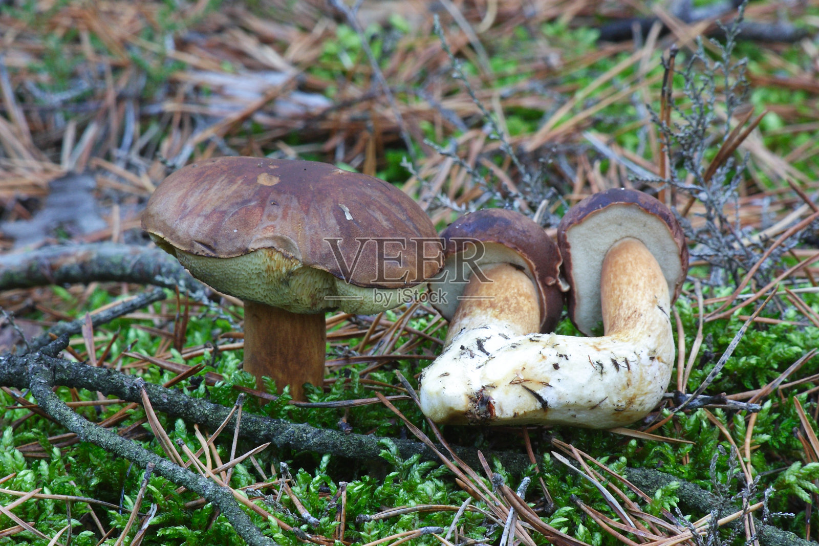 秋天森林里的蘑菇照片摄影图片