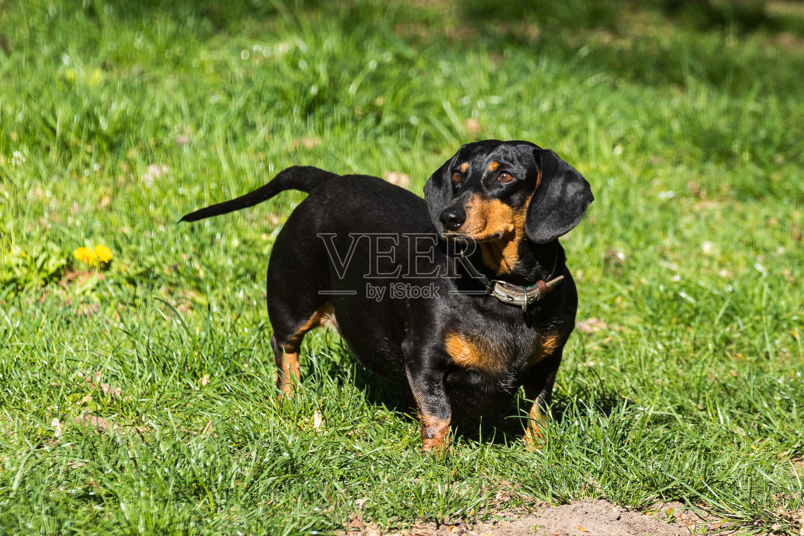 可爱的黑色狗在公园的绿色草地上散步。照片摄影图片