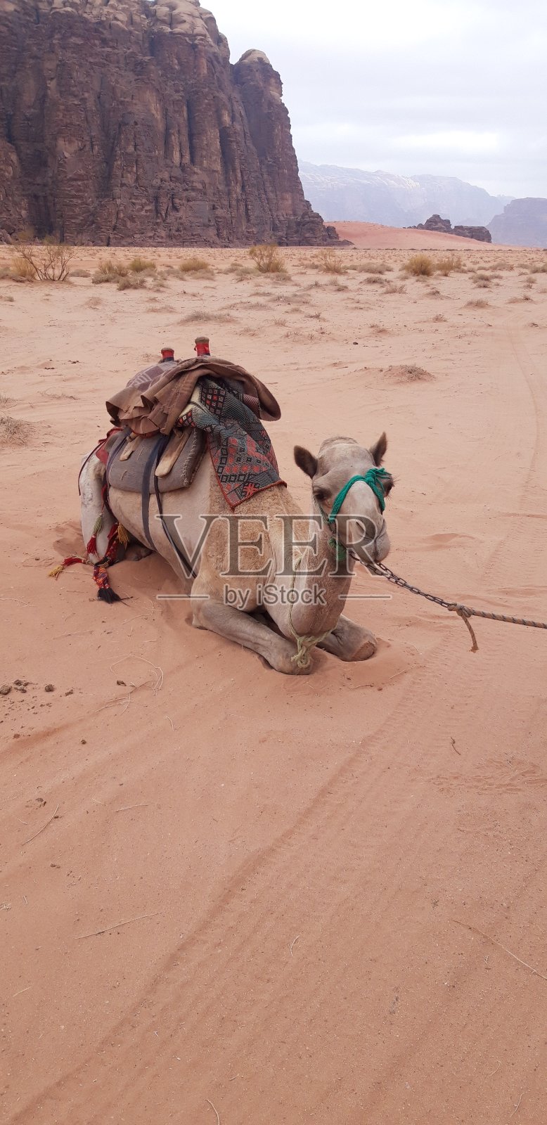 约旦瓦迪拉姆的骆驼照片摄影图片