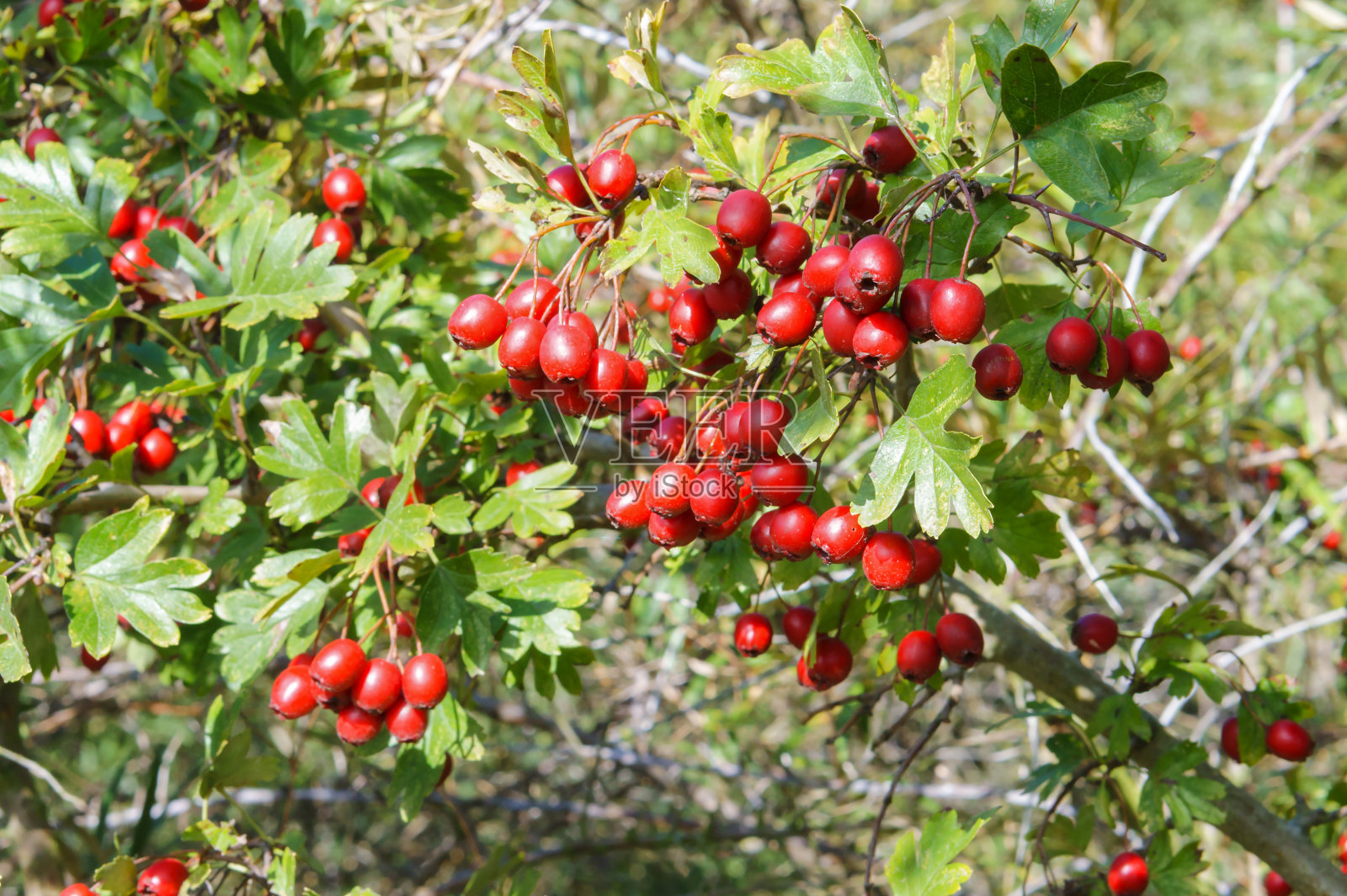 红色浆果有用山楂,成熟药用山楂照片摄影图片