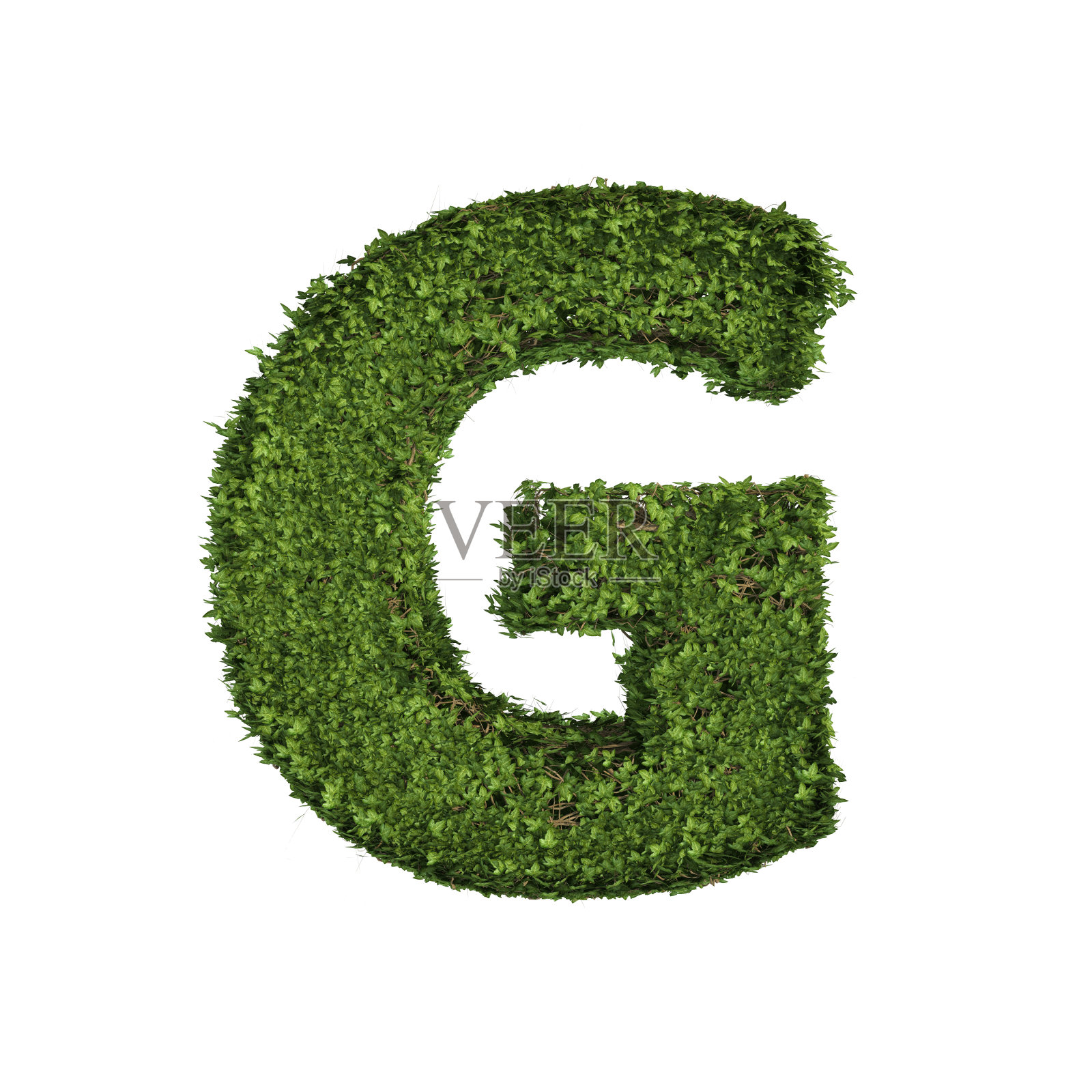 带有叶子的常青藤植物,绿色的攀缘灌木和藤蔓形成字母G,英文字母文字字体字符孤立在白色的自然中,生长和生态环境概念。3 d树插图。照片摄影图片