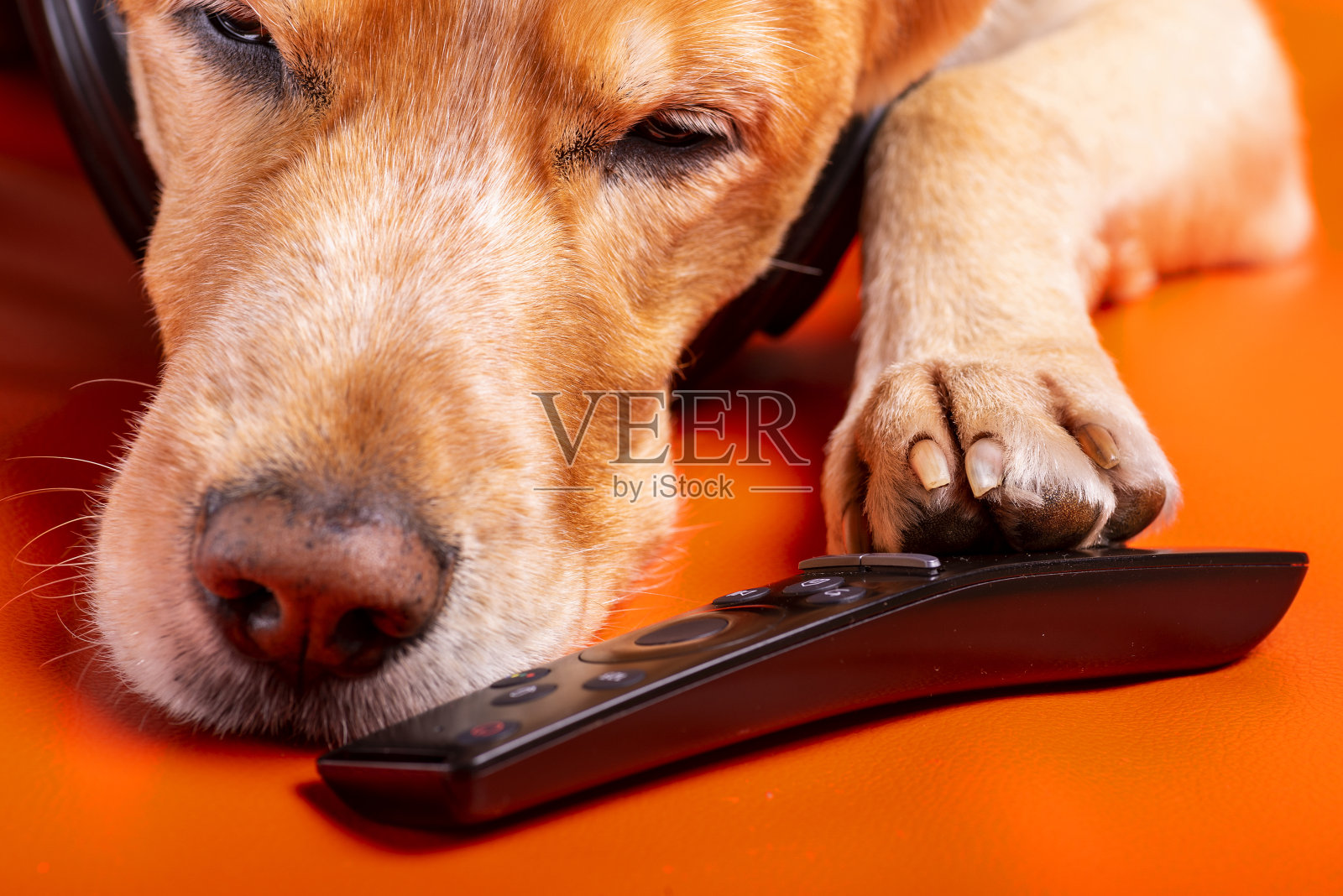 病毒隔离期间,一只昏昏欲睡的狗正在听音乐照片摄影图片