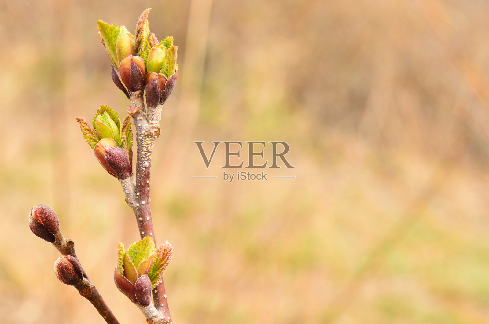 植物的嫩叶。照片摄影图片