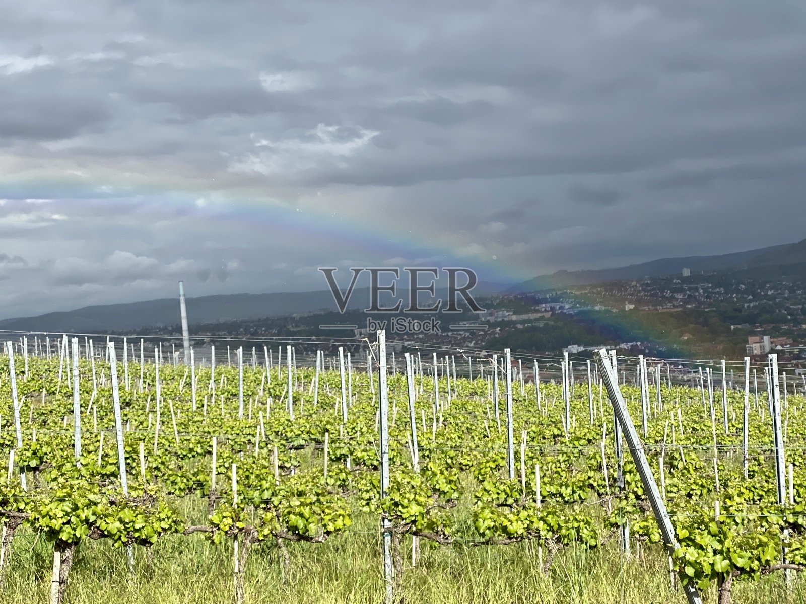 彩虹在葡萄园照片摄影图片