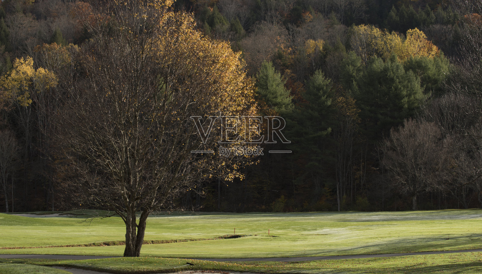 秋天的五彩森林照片摄影图片