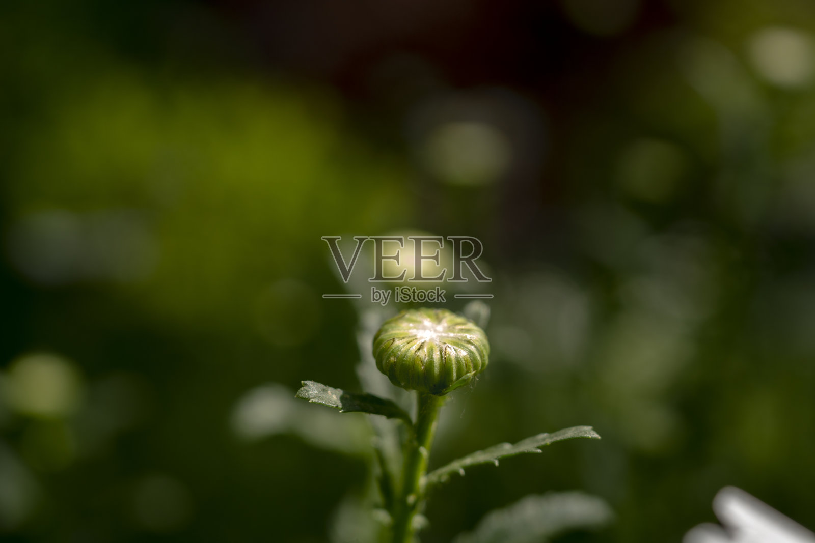 夏天的花:野生雏菊的花蕾照片摄影图片