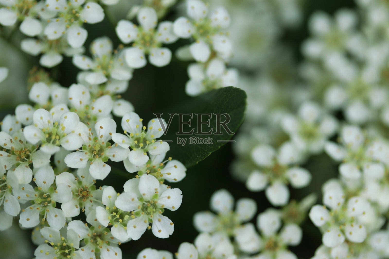 火棘花照片摄影图片