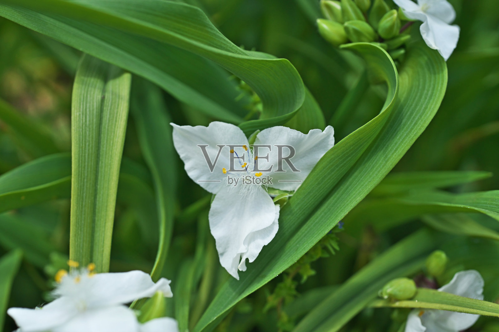 紫鸭跖草照片摄影图片