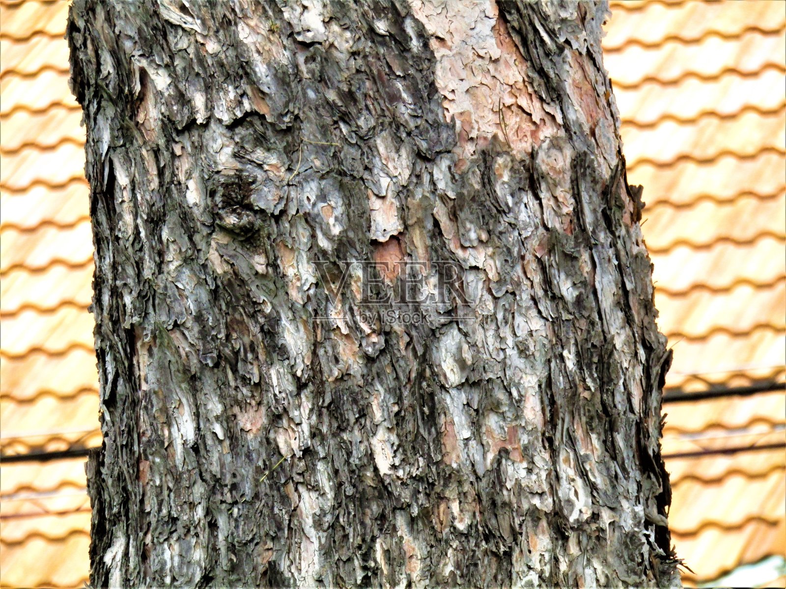 Japa发表。五月一棵老树的树干。树皮的艺术。照片摄影图片