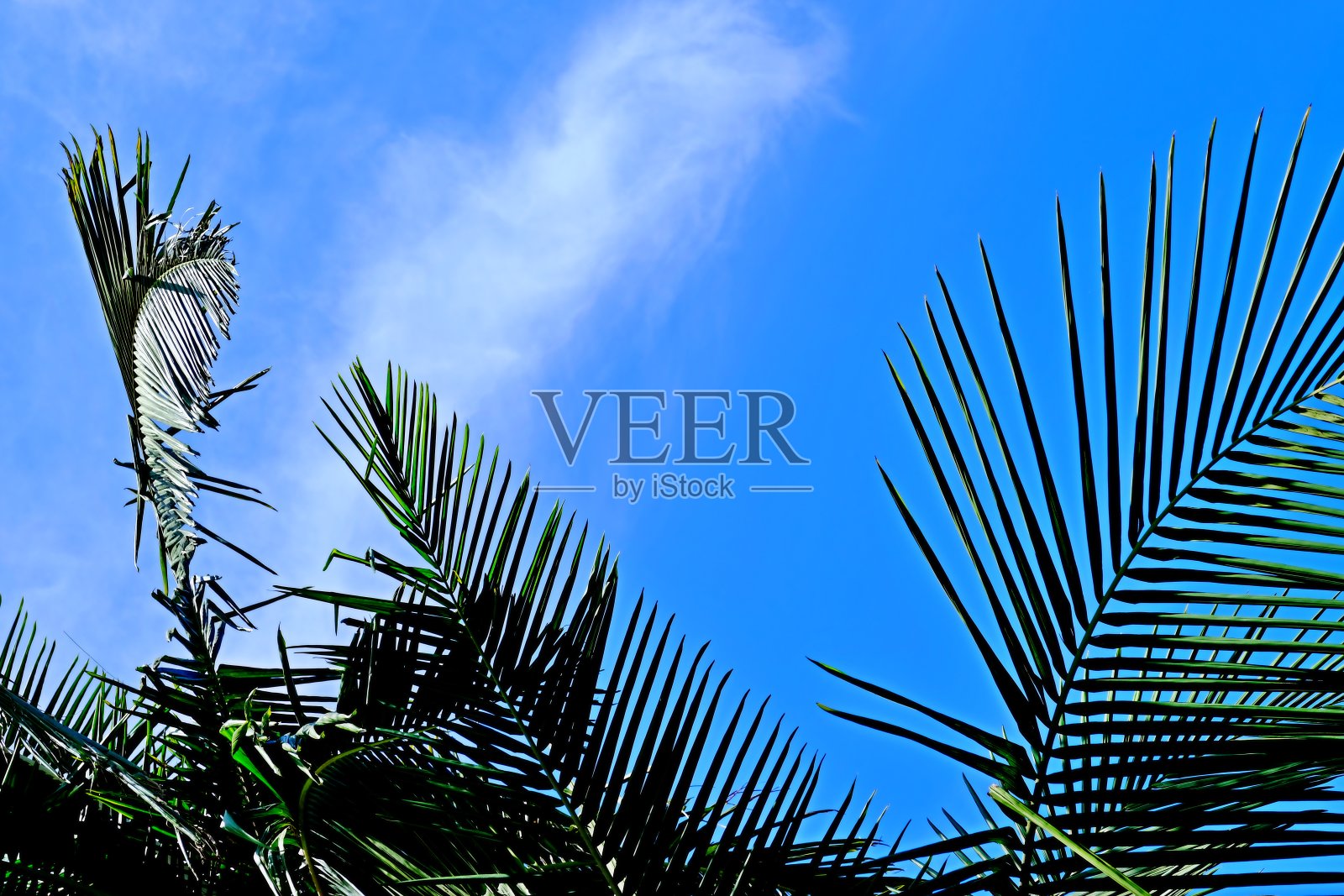 洛杉矶街道上的棕榈树照片摄影图片