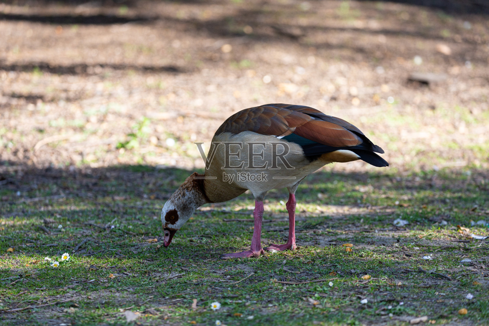 公园里的埃及鹅照片摄影图片