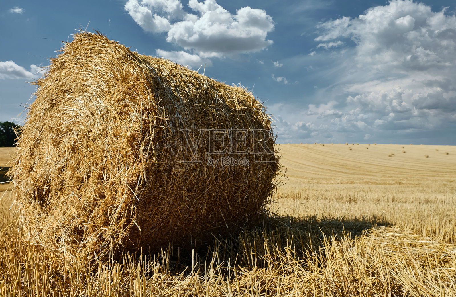 蓝天下,新鲜的干草捆在农业残茬地里。照片摄影图片