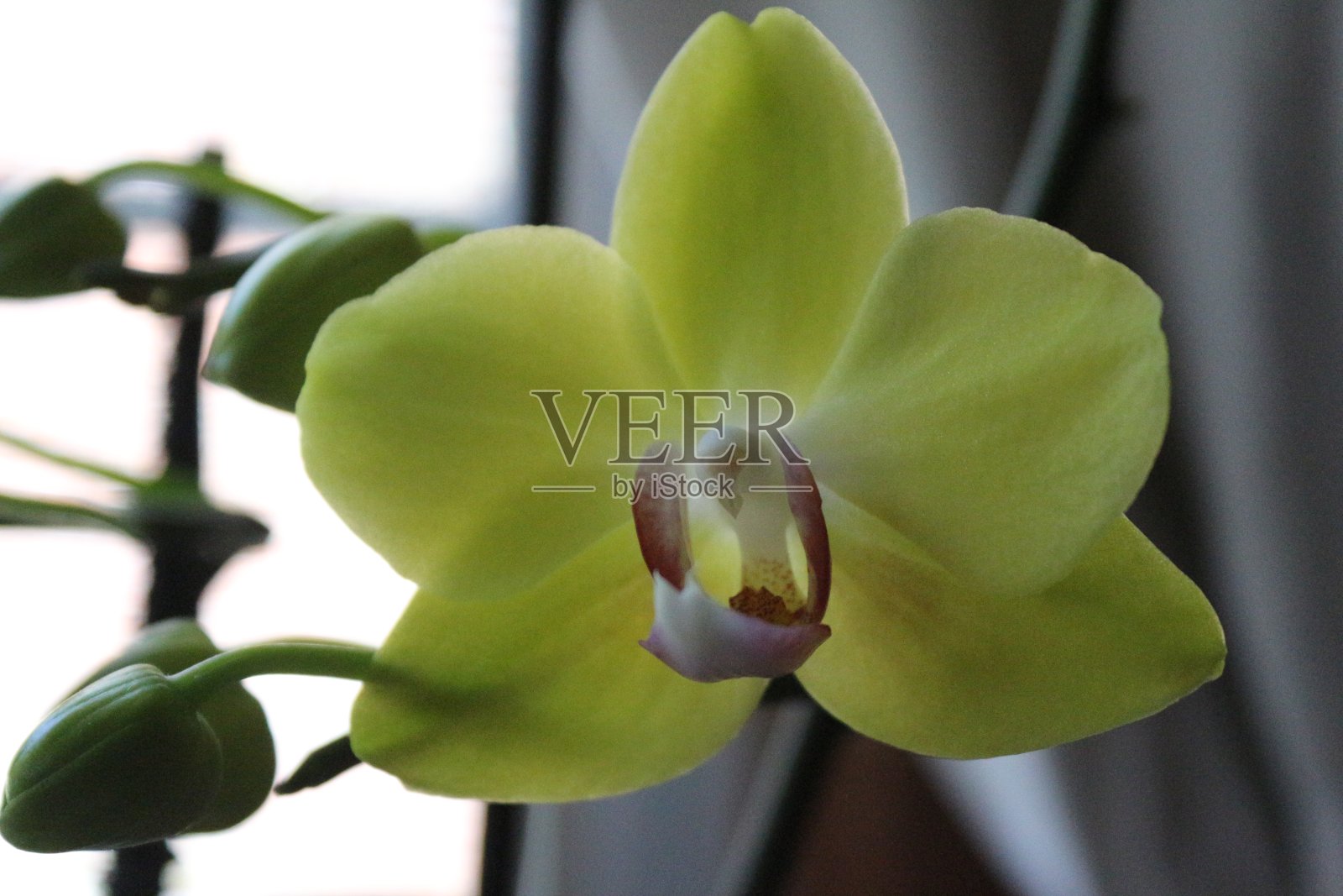 家里种黄色兰花照片摄影图片