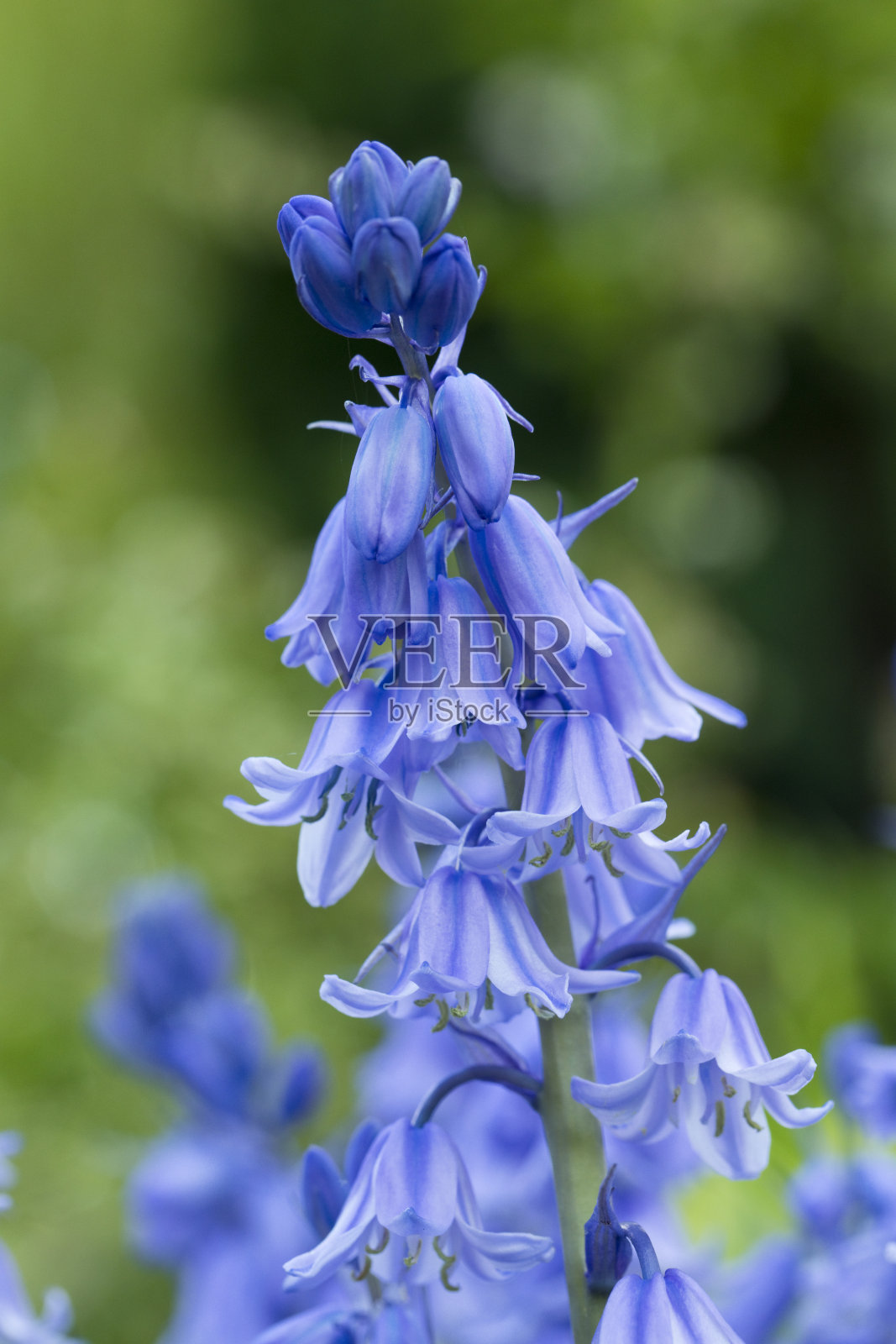 风信子(西班牙风信子-风信子西班牙)在春天花在花园,英国,英国照片摄影图片