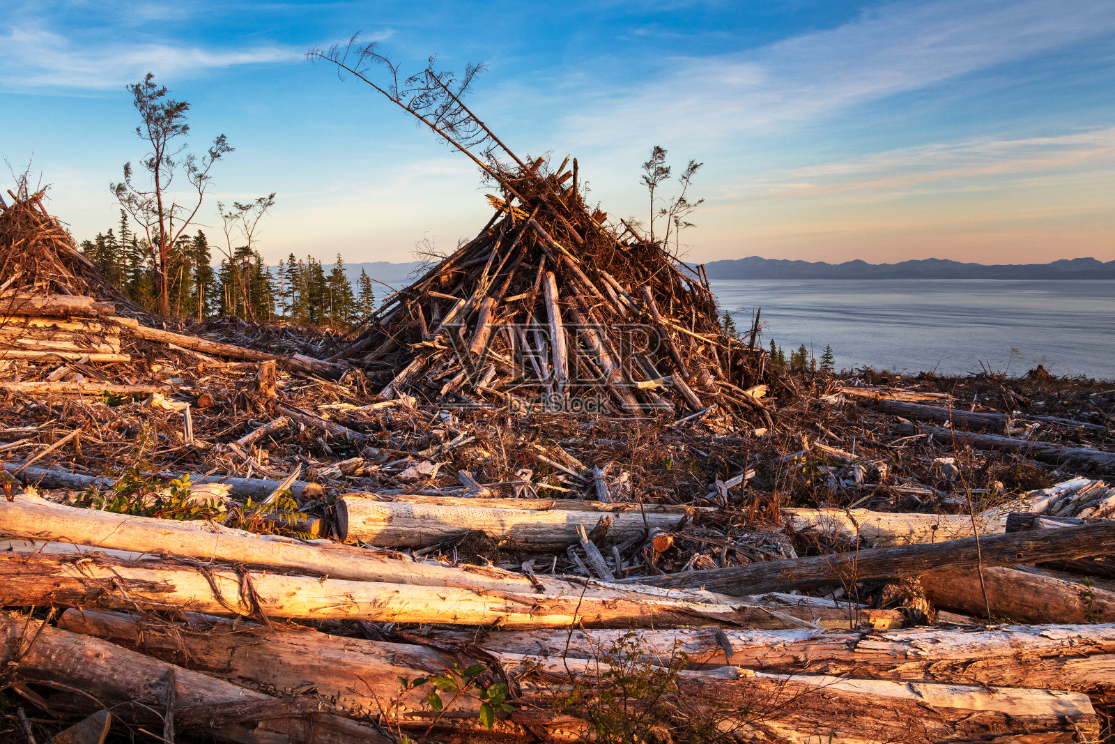 温哥华岛西部的伐木业照片摄影图片