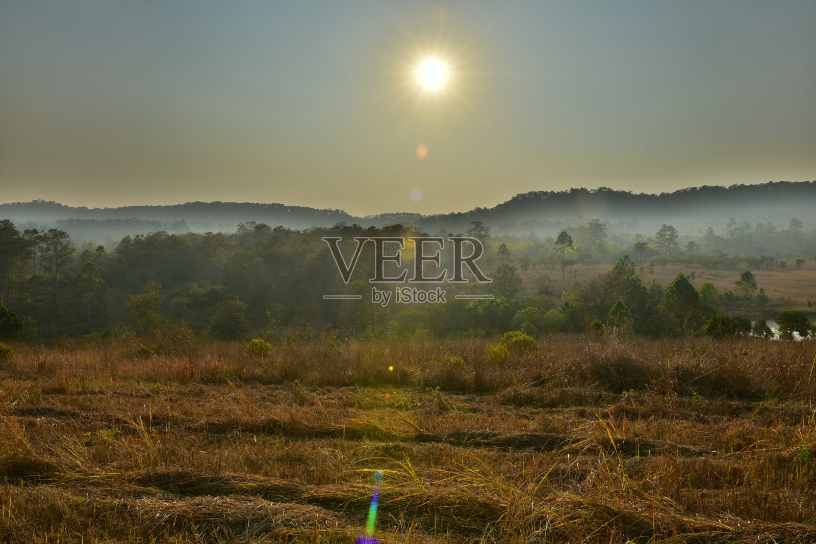 日落在森林景观与天然绿树。森林。美丽的风景。照片摄影图片