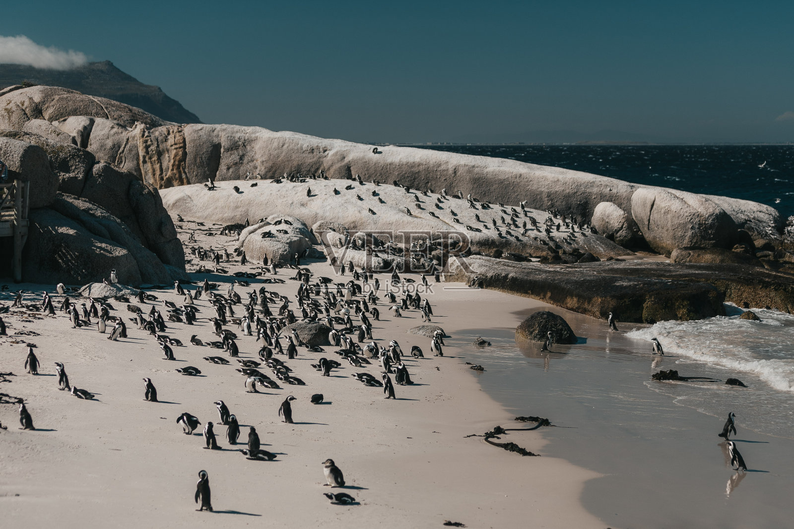 一群企鹅站在海滩上照片摄影图片