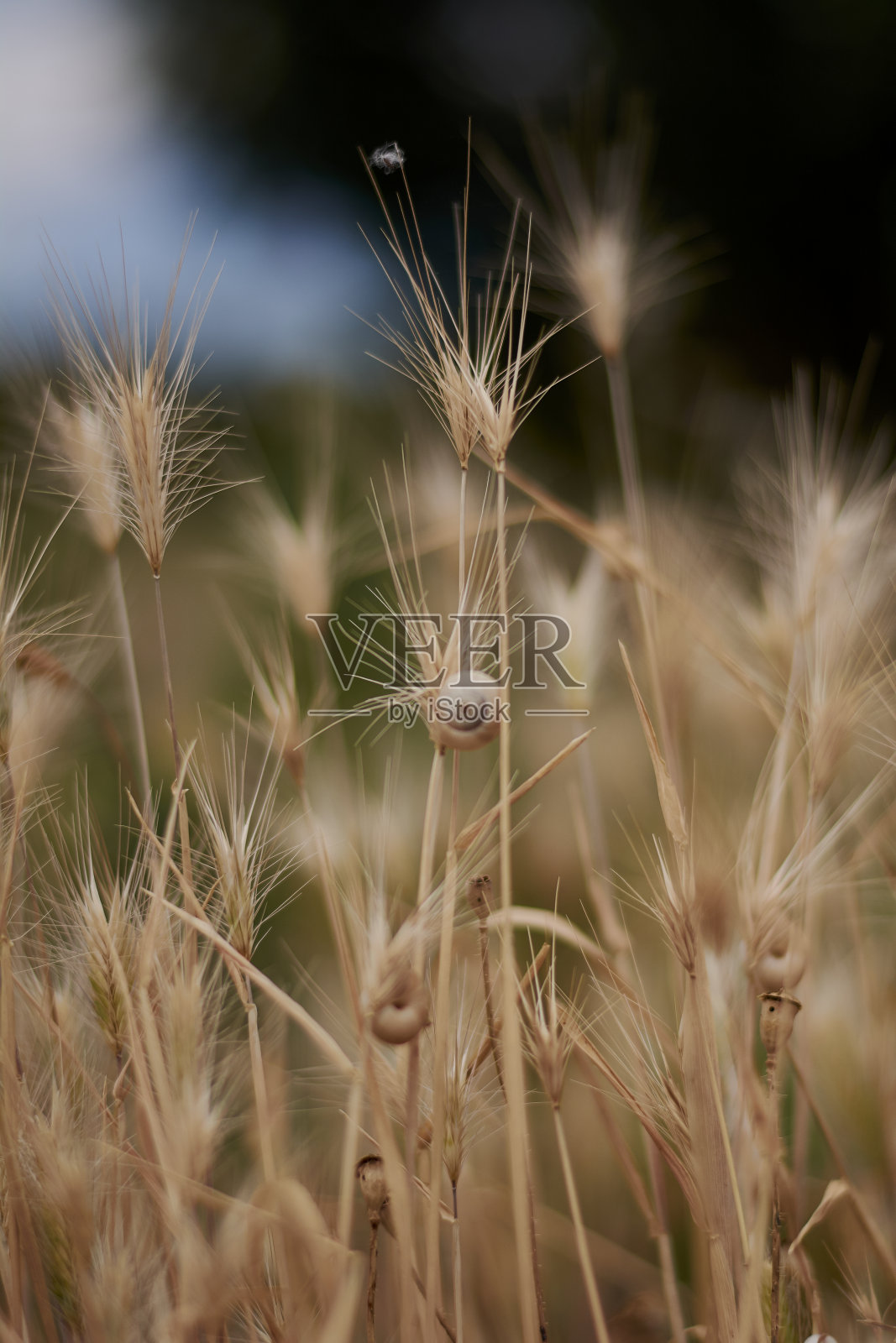 燕麦植物与蜗牛照片摄影图片