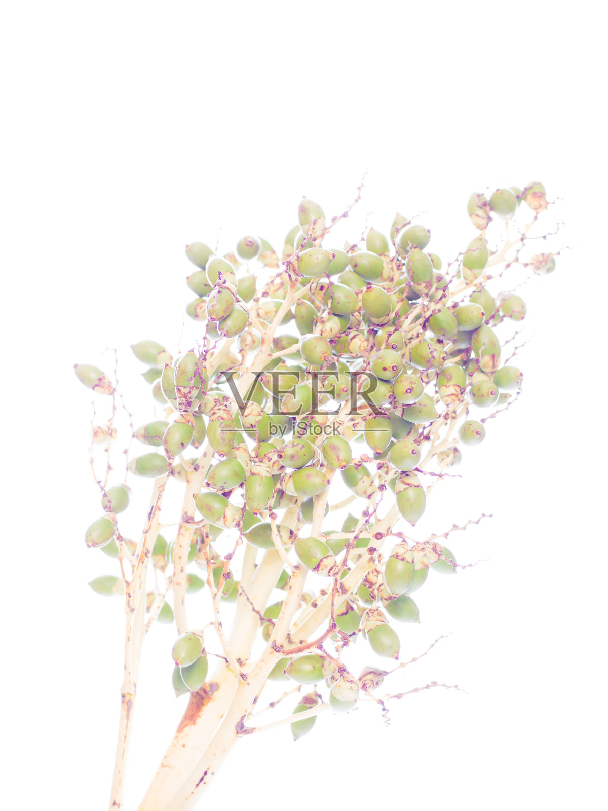 在白色的地平线上拍下了头颅照片摄影图片