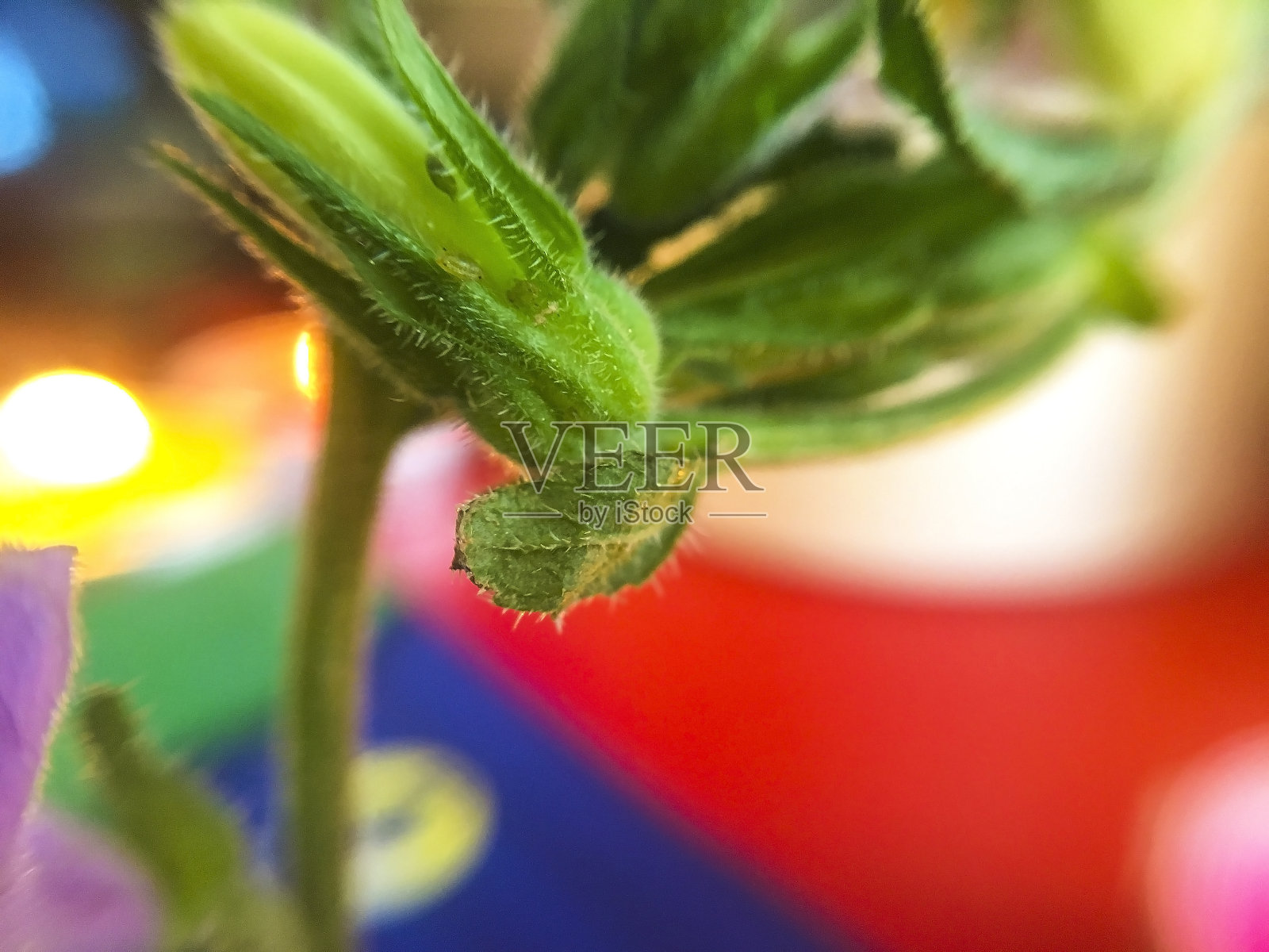 特写,宏。粉红色的叶,绿色的茎,黄色的芽。贝尔花系列。散景和景深照片摄影图片