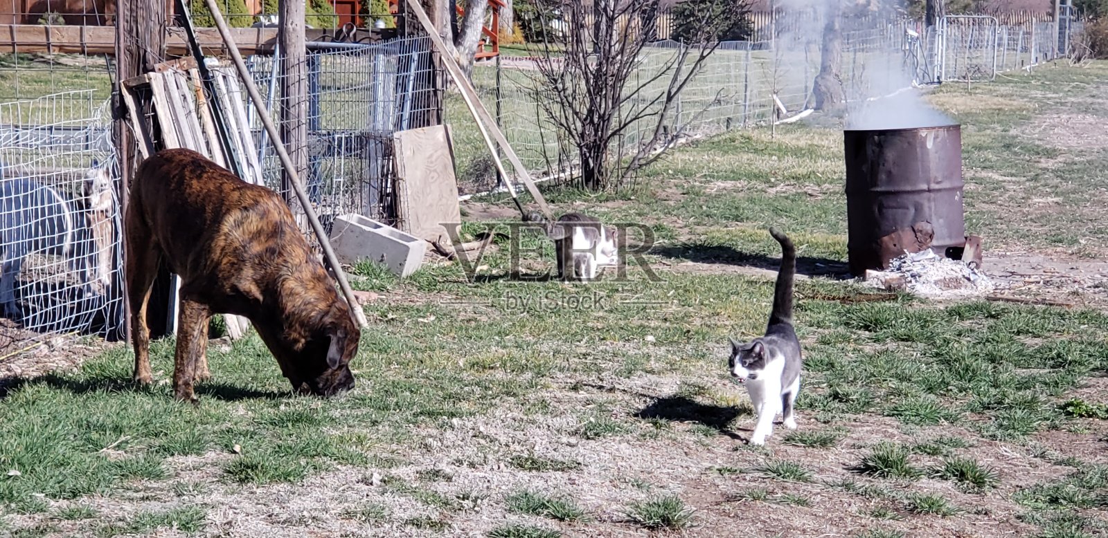 乡村生活照片摄影图片