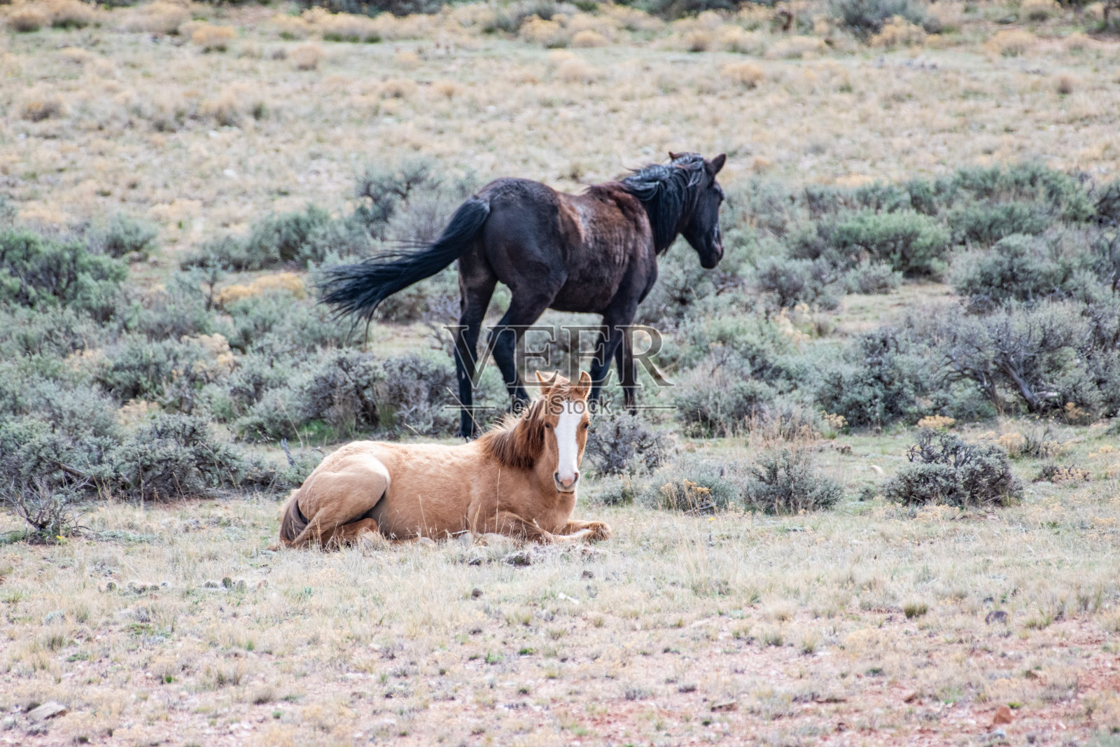 野马和小马驹在大角国家休闲区散步和吃草照片摄影图片