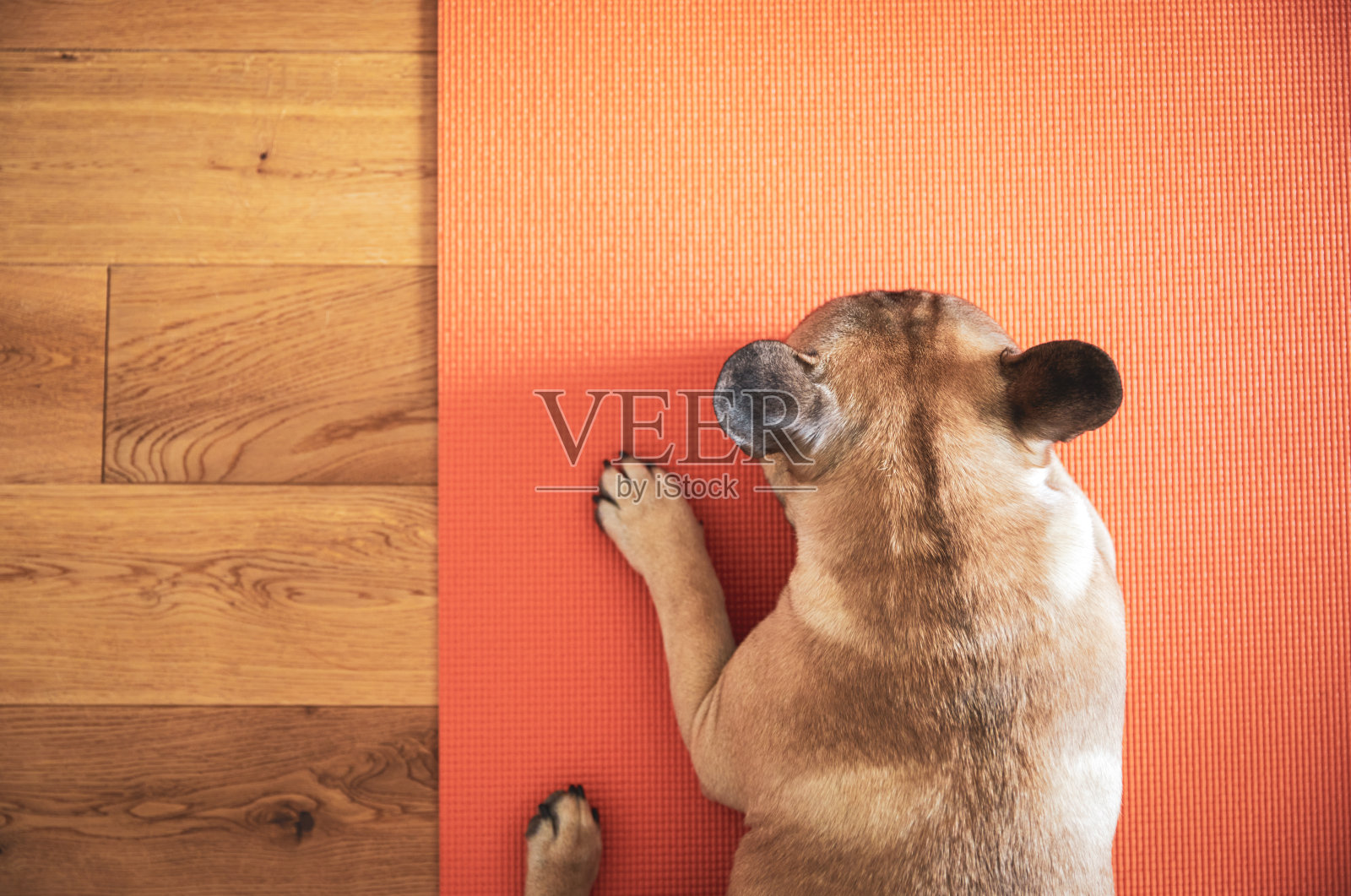 在瑜伽垫上睡觉的法国斗牛犬照片摄影图片