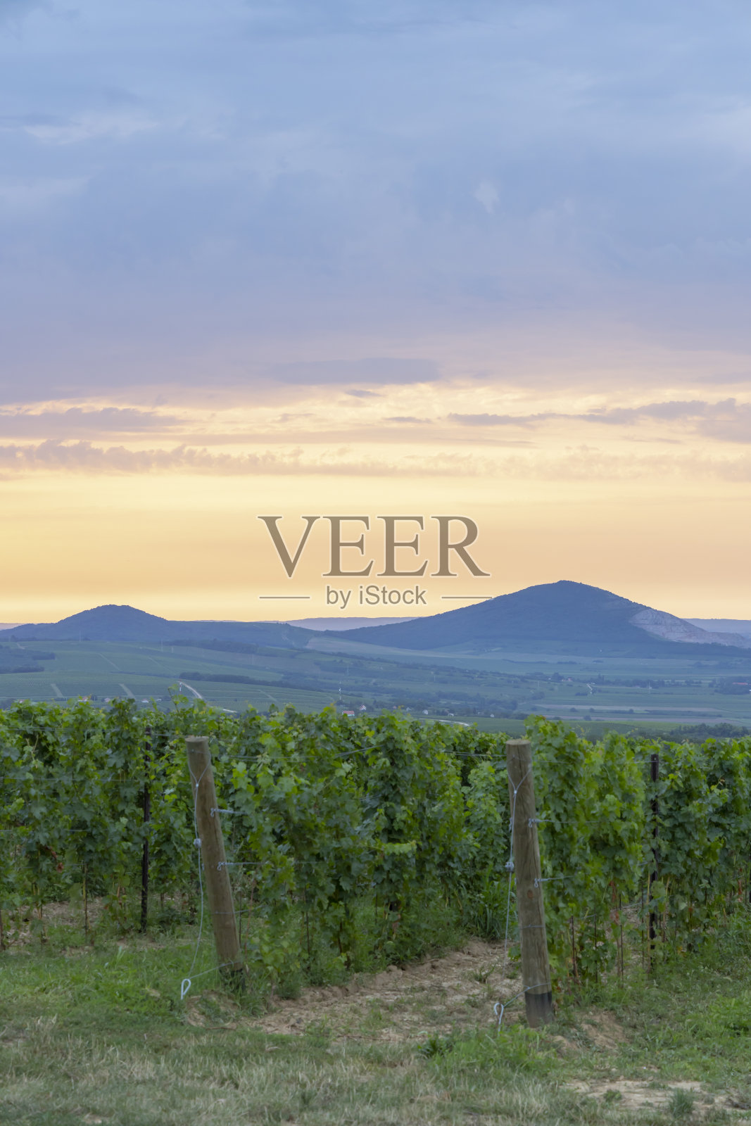 匈牙利南部Villany, Baranya附近的葡萄园照片摄影图片