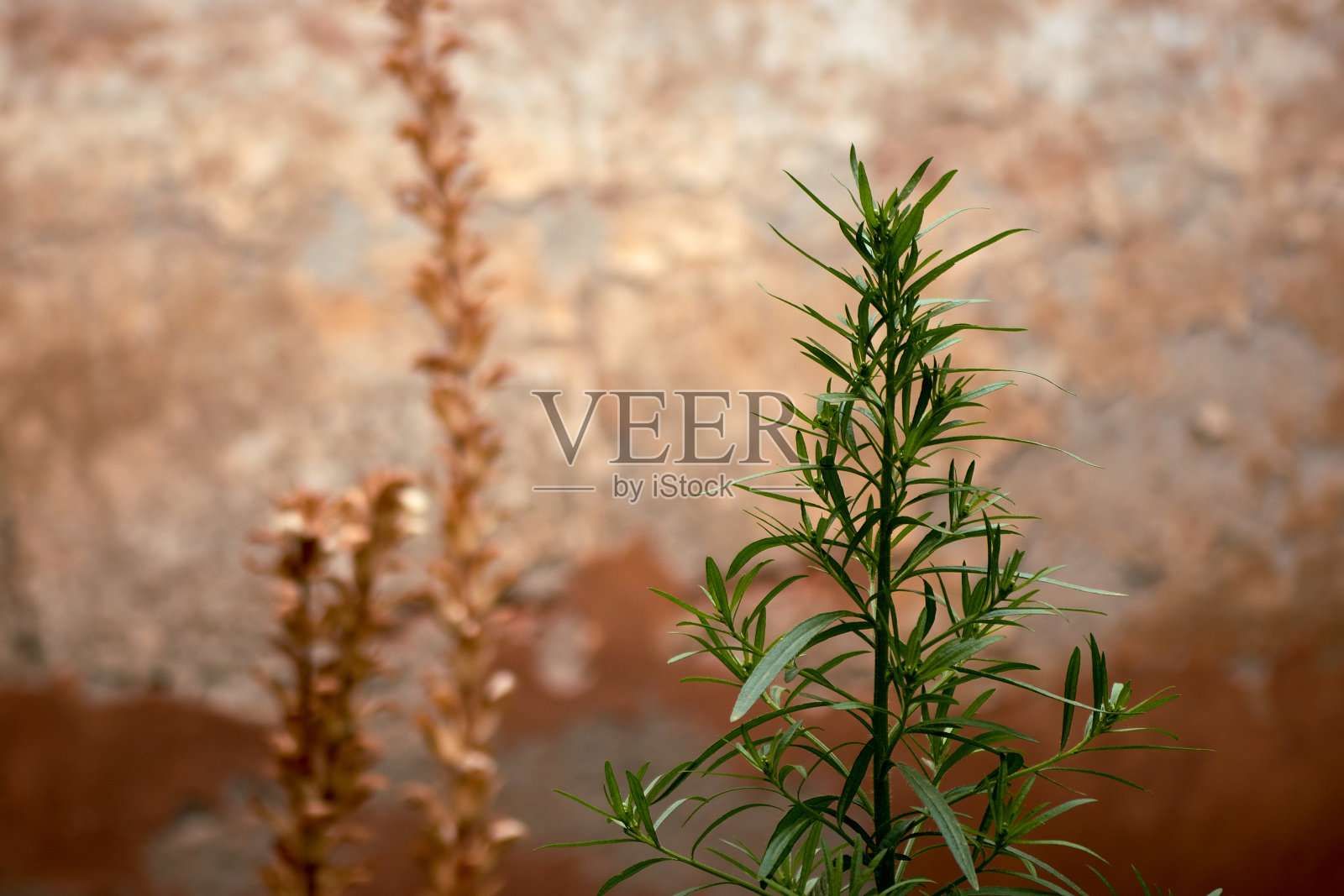 阿尔汗布拉宫花园照片摄影图片