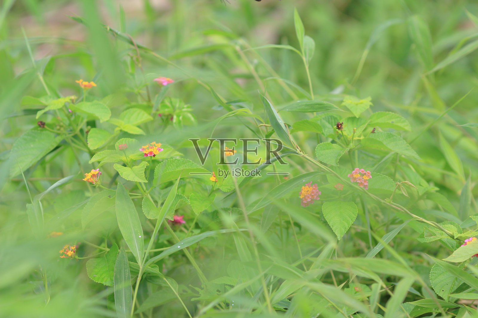 在阳光明媚的一天城市公园。公园。香港。照片摄影图片