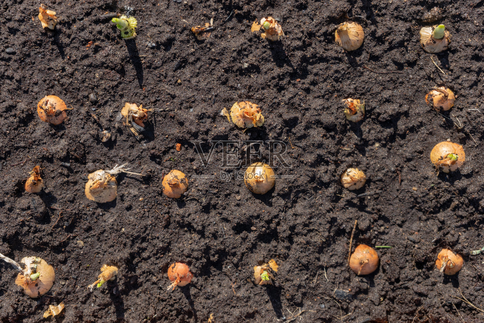 季节性种植,在阳光明媚的日子里种植洋葱。照片摄影图片