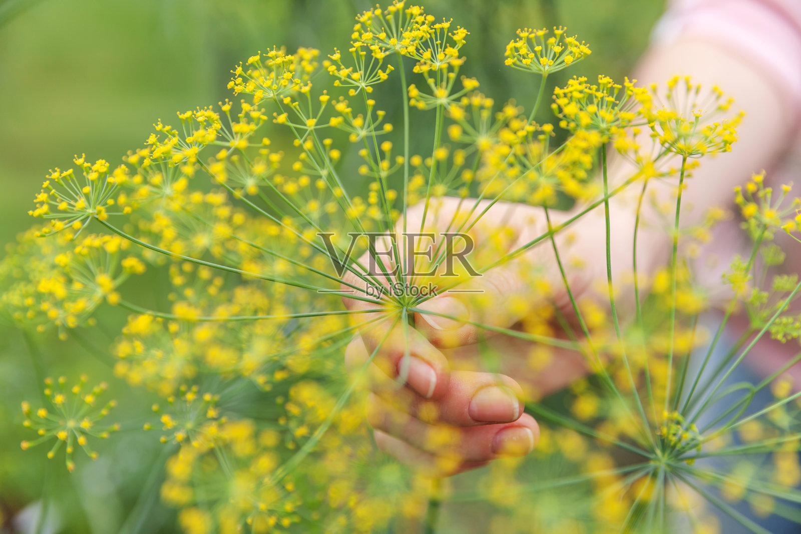 园艺和农业概念。女农场工人手收获绿色新鲜成熟的有机小茴香在花园床上。素食主义者家庭种植的食物。农妇采摘芬芳的香草照片摄影图片