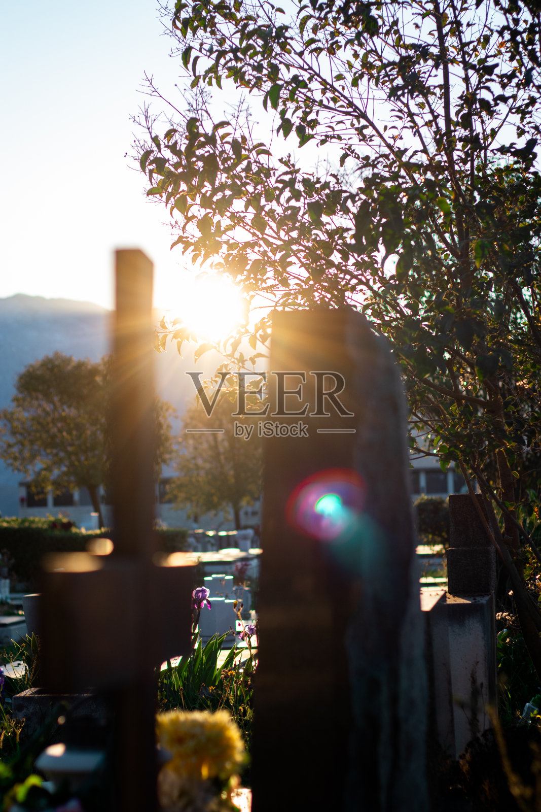 许多模糊的墓碑后面是粉红色的花朵。清晨明亮的橙色阳光,反射着镜头创造出的形状和颜色照片摄影图片