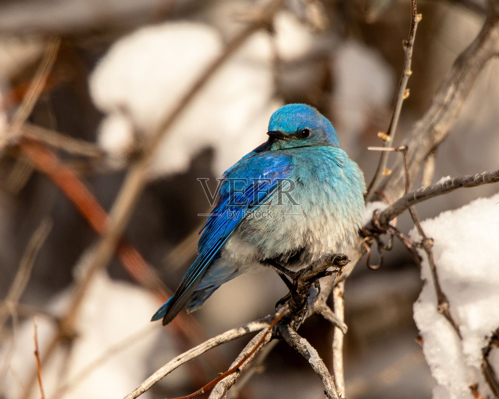 雄性山蓝知更鸟照片摄影图片